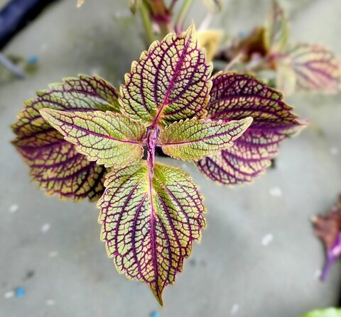 Гертруда ТТ колеус