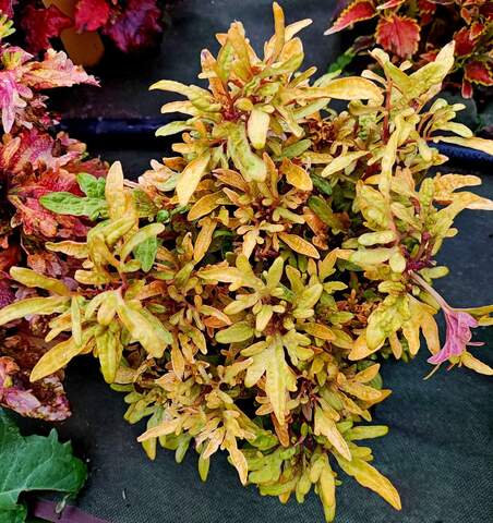 Green Star Тай колеус КСР