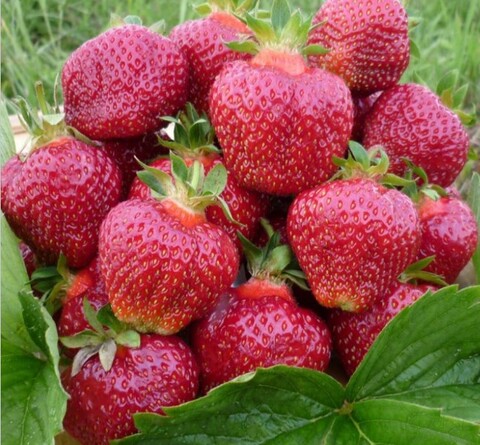 Клубника Хоней