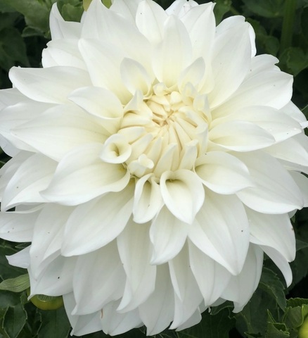 Георгин Леди Либерти (Ledy Liberty)