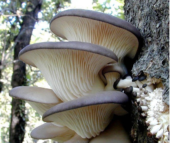 Вешенки: как вырастить вкусные грибы из мицелия, в саду, и в домашних условиях