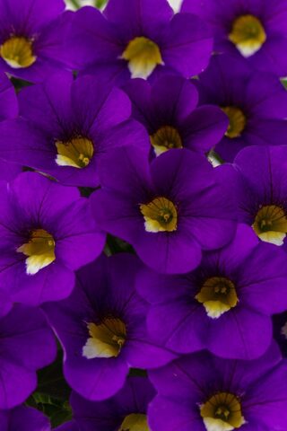 19275 Калибрахоа CALITASTIC VIOLACEOUS (ВЕСНА 2025)