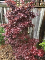 Клен дланевидный acer palmatum pixie