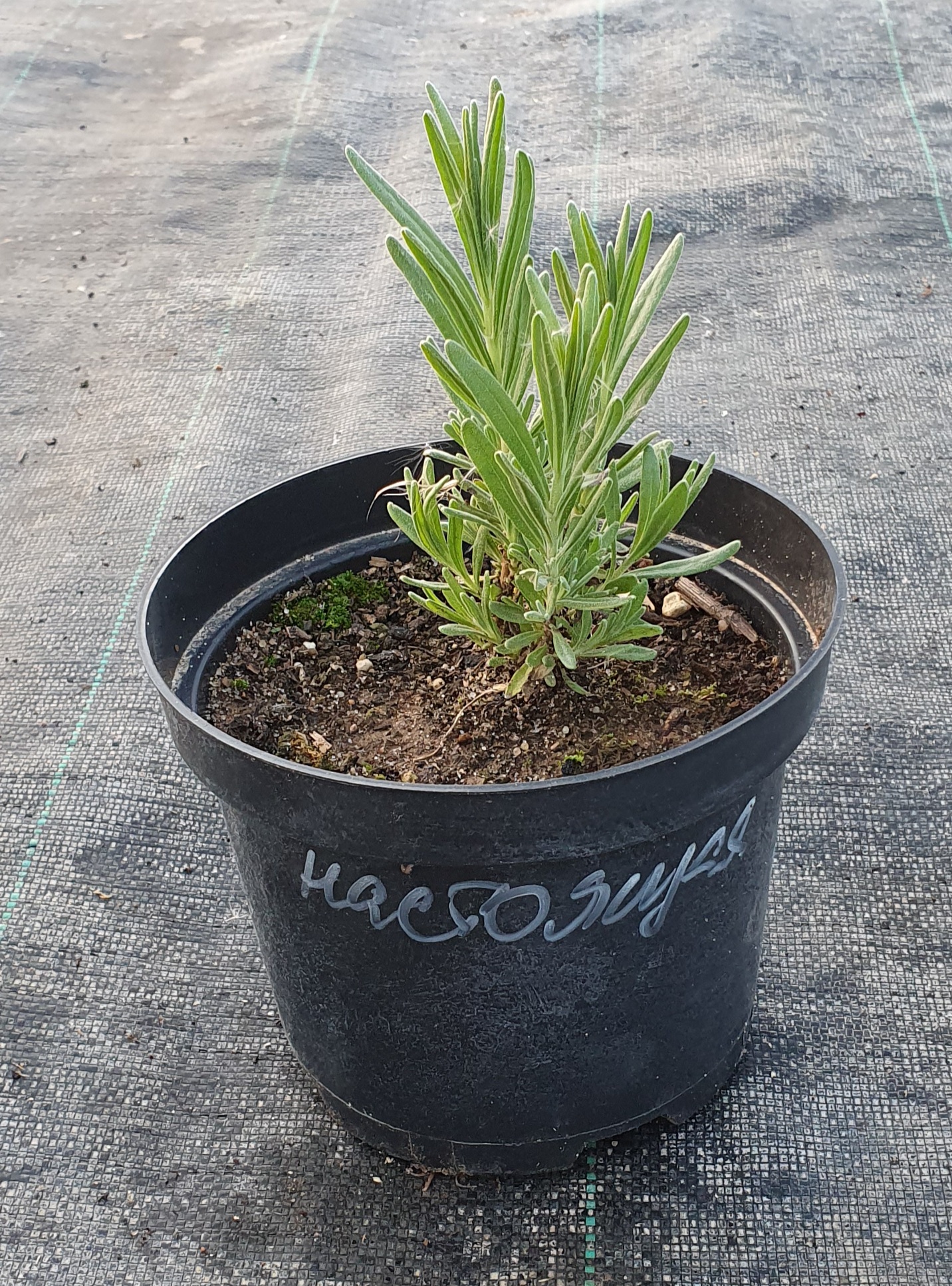 Лаванда узколистная Lavandula angustifolia