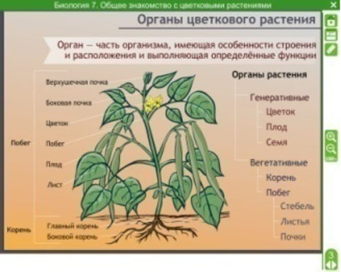 Тест классы цветковых растений 6 класс биология