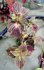 Гертруда ТТ колеус