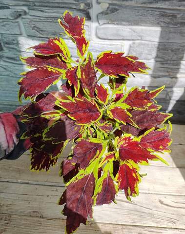 Latin Ladies Тай колеус КСР