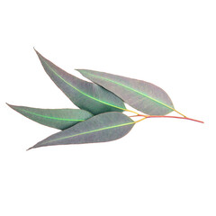 CdS. Эвкалипт Лимонный (Eucalyptus Сitriodora) – 30 ml