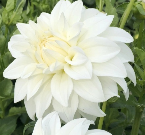 Георгин Леди Либерти (Ledy Liberty)