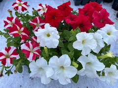 Комплект № 2 (бело-красный)