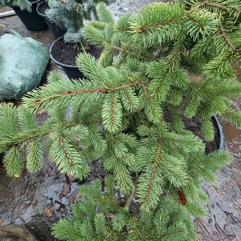 Ель колючая Майголд | Picea pungens Maigold 80-100 см в горшке