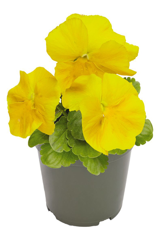 S2556 Виола крупноцветковая Inspire Plus Yellow 5шт.