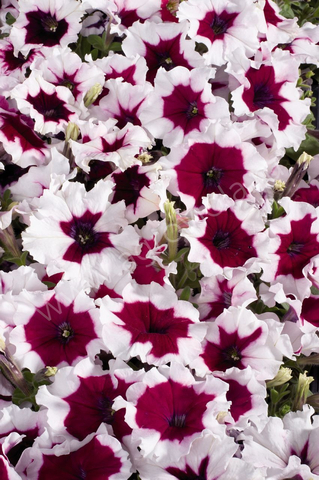 S60111 Петуния кустовая Multiflora Celebrity Burgundy Frost 10шт.