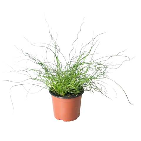 Юнкус (спиральный)