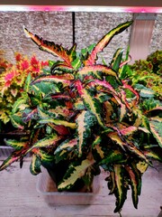 Fright Night колеус КСР