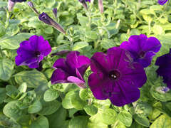 Петуния ампельная Opera синяя