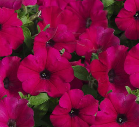 S6087 Петуния кустовая Multiflora Carpet Velvet 10шт.