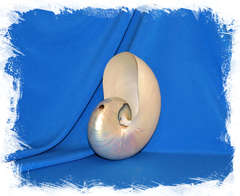 Наутилус Помпилиус полированный 17 см. (Уценка)