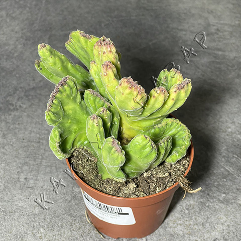 Стапелия Линдерсиае Кристата d9