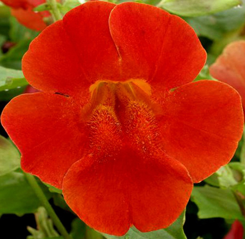 S5207 Мимулюс Maximus Red Shades 10шт.