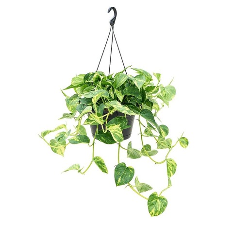 Сциндапсус 