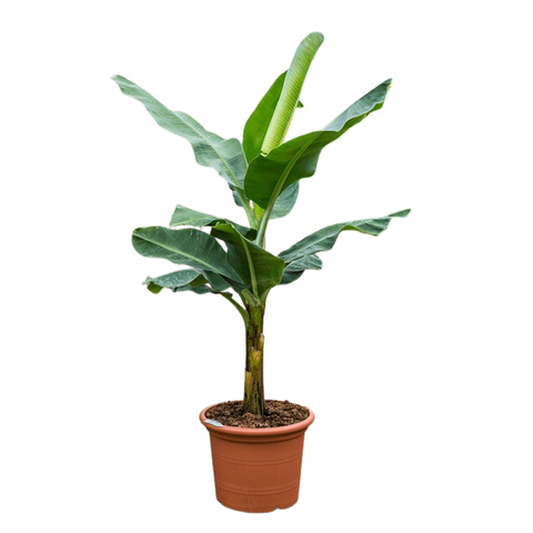 Банан декоративный