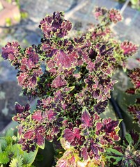 Favourite Тай колеус КСР