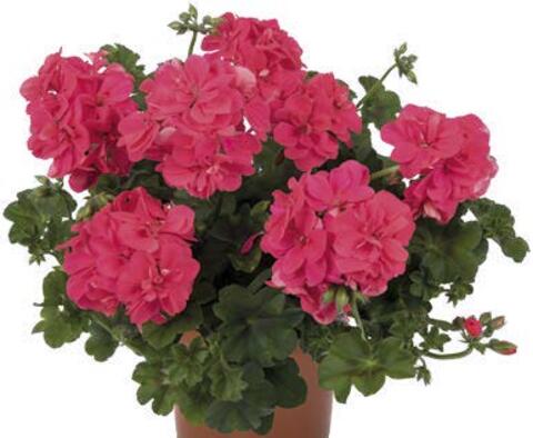 3130 Пеларгония плющелистная Atlantic Melon (Весна 2026)