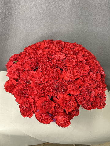 Красный бархат Алый Диантус