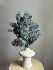 Аспарагус стабилизированный серый