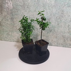 Teofrast Мирт мелколистный myrtus microphylla