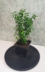 Teofrast Мирт мелколистный myrtus microphylla