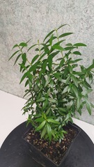 Teofrast Мирт мелколистный myrtus microphylla