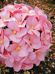 Молд пластиковый Гортензии (большой) 12х12см