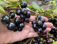 Смородина черная Эбони (Ebony)