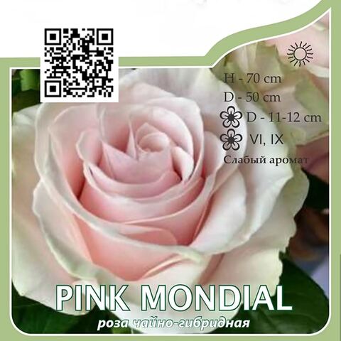 Роза чайно-гибридная 