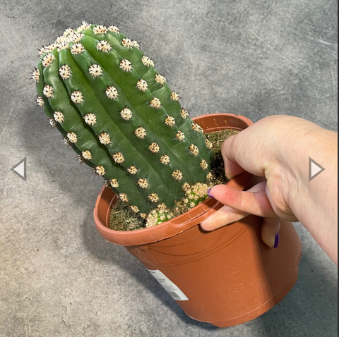 Трихоцереус Грандифлорус