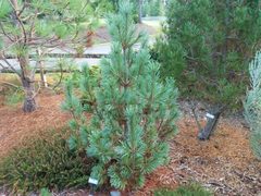 Teofrast Сосна веймутова горная Pinus monticola