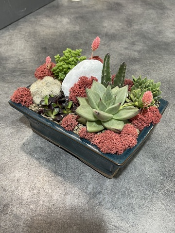 Композиция из Суккулентов в синем бонсайном горшке