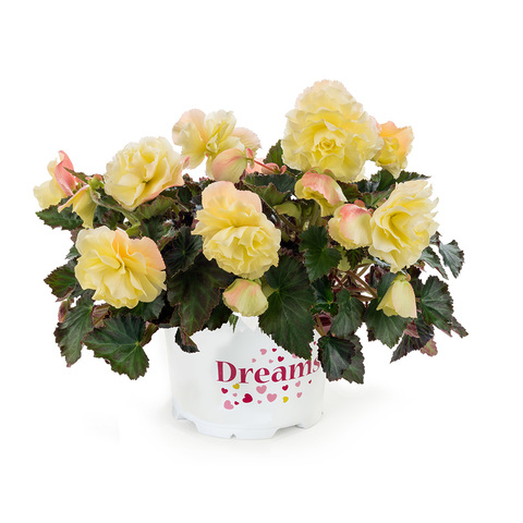 1208 Бегония FRAGRANT FALLS LEMON (Весна 2026)