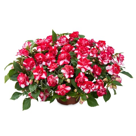 3801 Бальзамин Уоллера MUSICA BICOLOR CHERRY