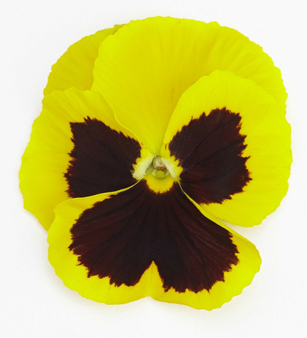 S2557 Виола крупноцветковая Inspire Plus Yellow Blotch 5шт.