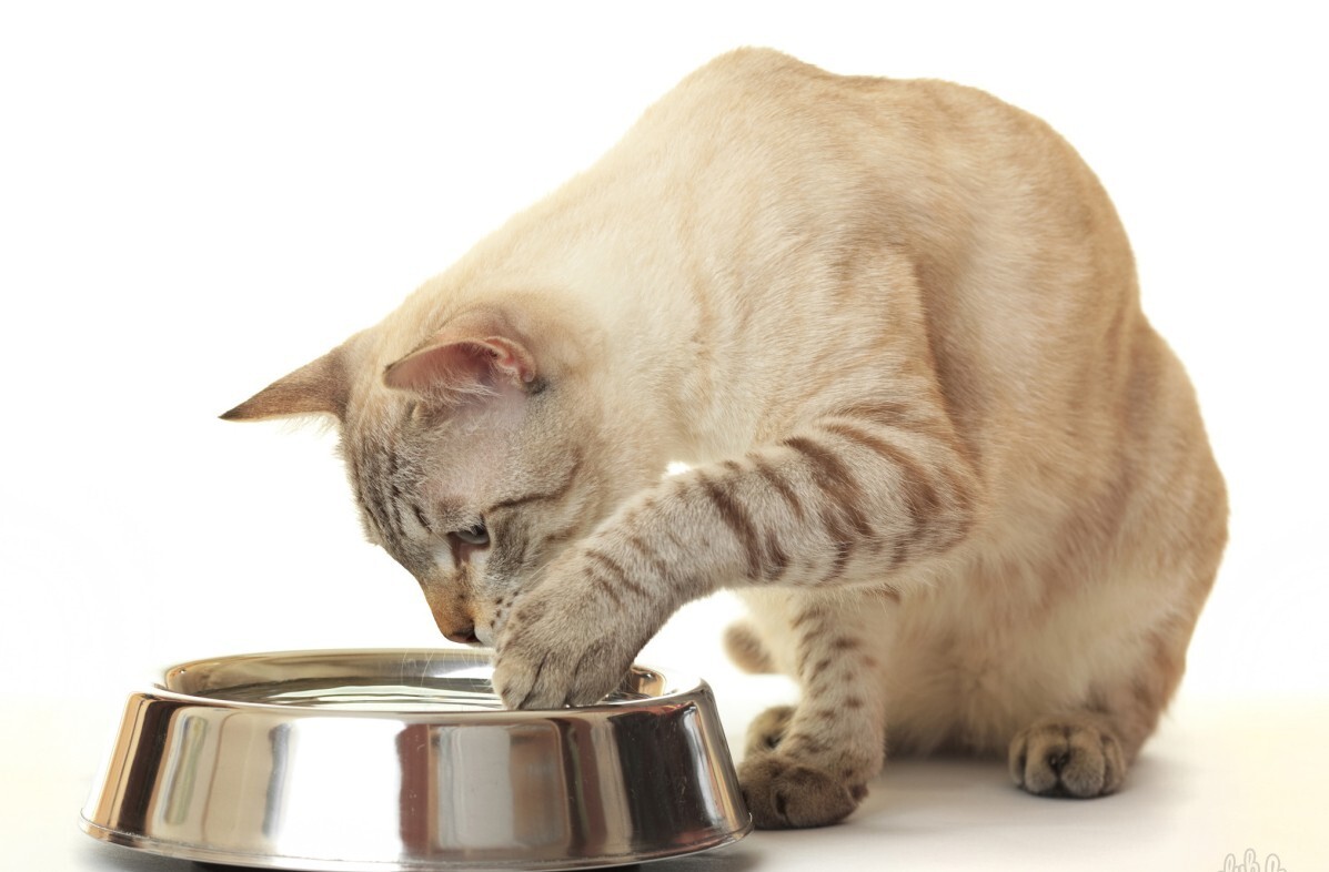 Почему кот не пьет из миски. Миска для кошек. кот пьет из миски. котик с миской. котик пьет воду из миски.