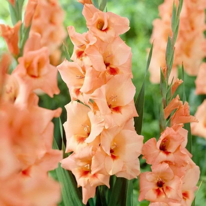 Гладиолус Луковица, Флево Бич, 5 шт – купить за 275 ₽ | LeFlowers.ru