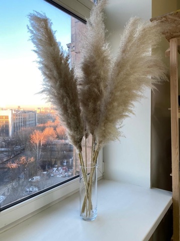 Пампасная трава натуральный 50-60 см (цена за 1шт)