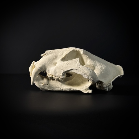 Череп тигра из пластика