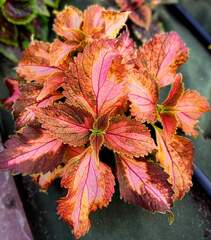 Milva Тай колеус КСР