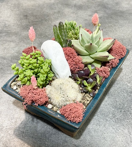 Композиция из Суккулентов в синем бонсайном горшке