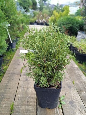 Туя западная 