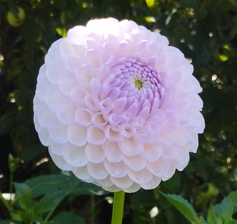 Георгин Меган Дин (Megan Dean)